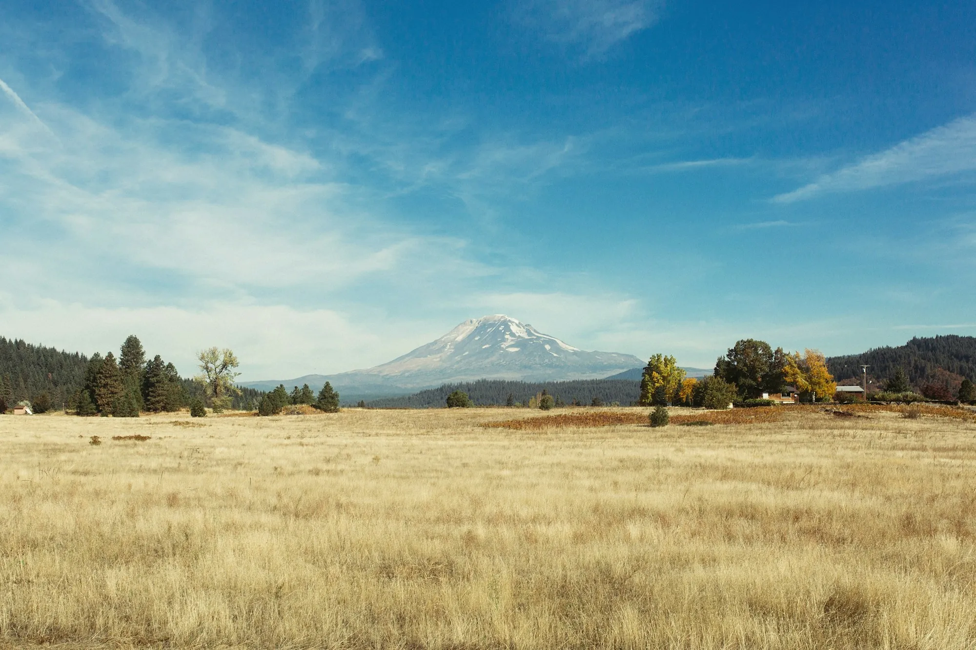 Golden grass field with a snow-capped mountain in the distance