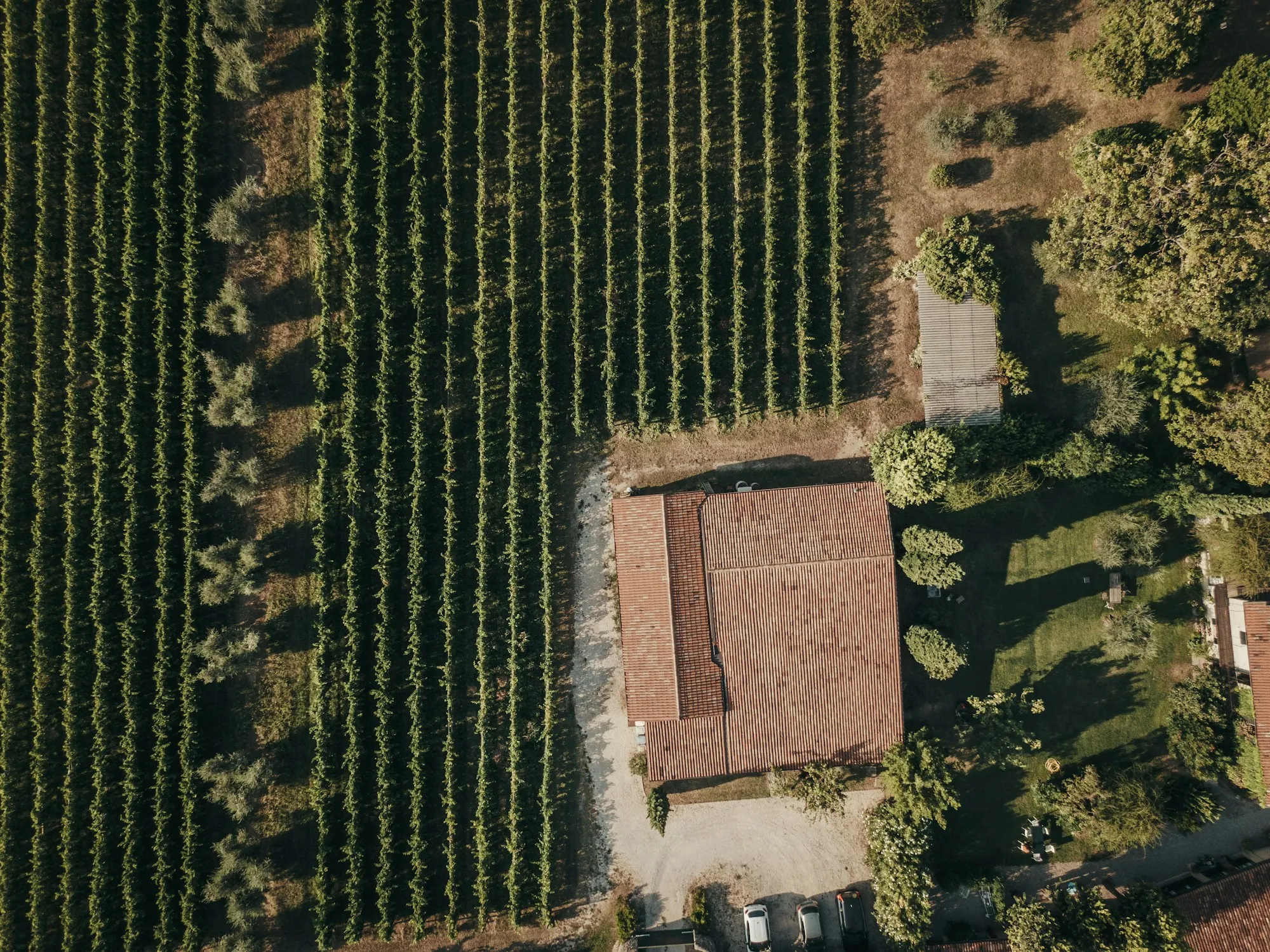 Aerial view of vineyard rows beside a farm building
